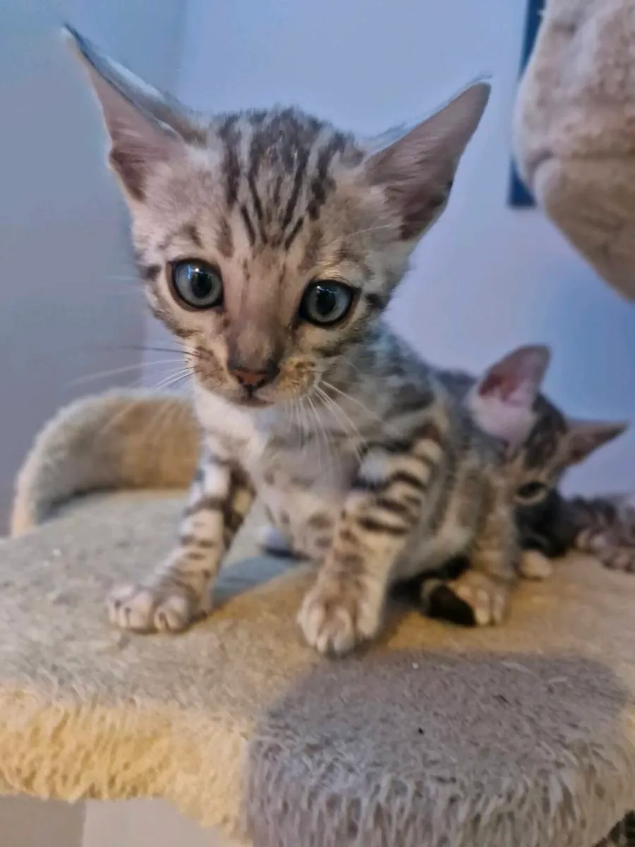 Bangal kittens - Image 1