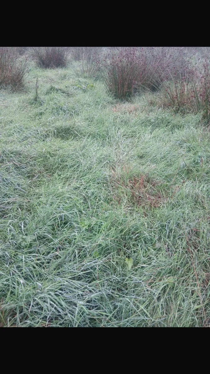Grass - Image 1