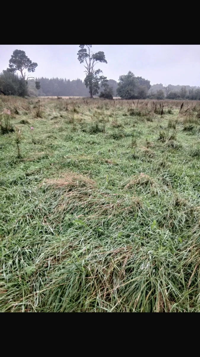 Grass - Image 2