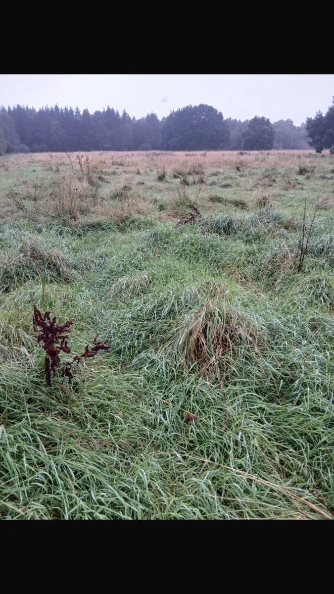 Grass - Image 3