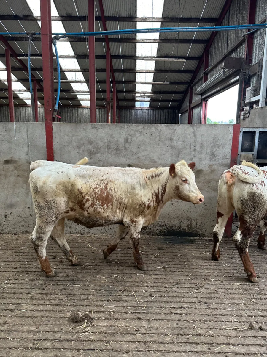 Red white speckle park heifers - Image 1