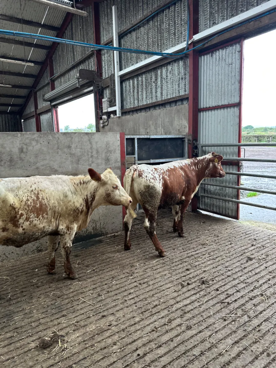 Red white speckle park heifers - Image 2