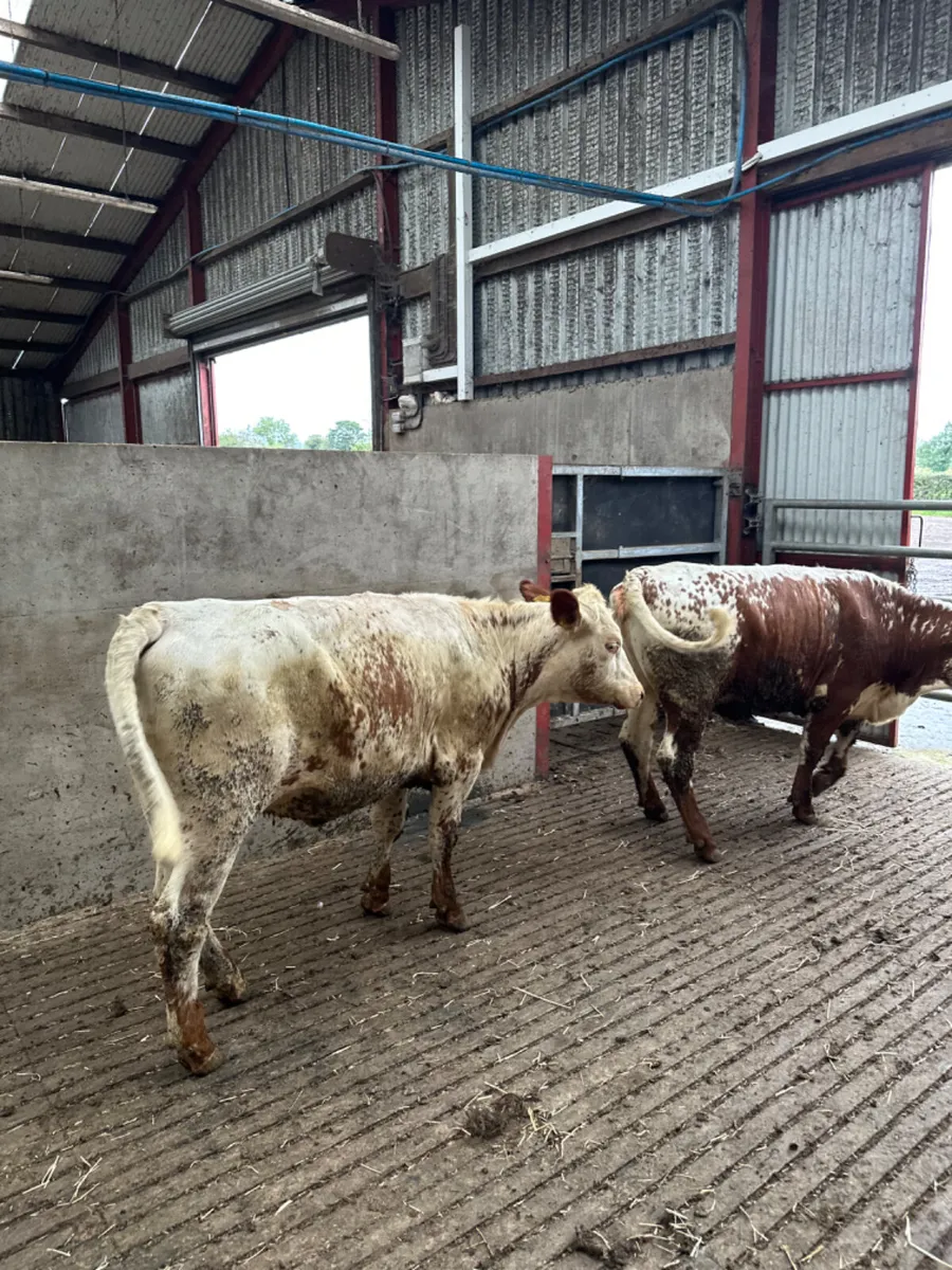 Red white speckle park heifers - Image 3