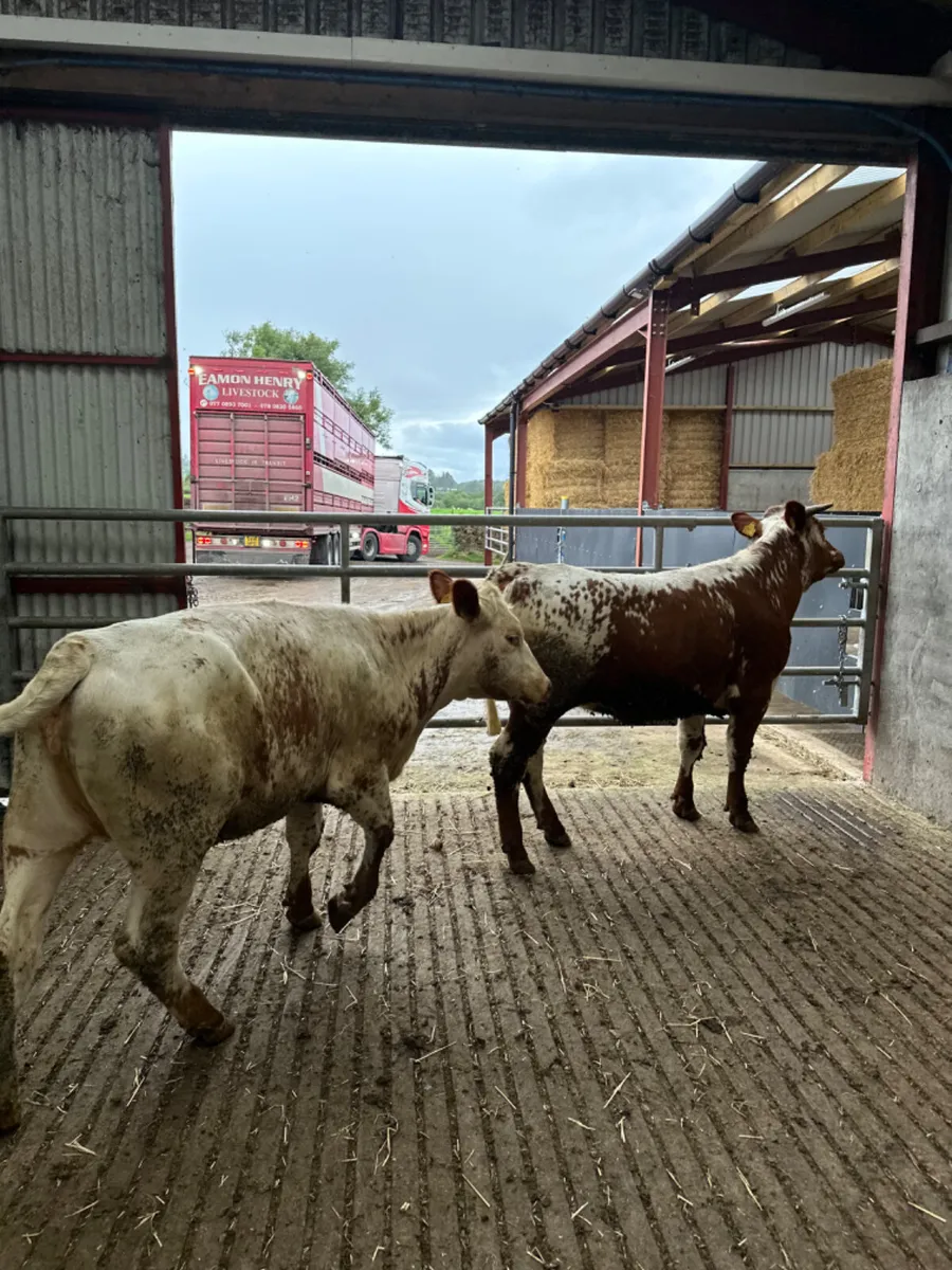 Red white speckle park heifers - Image 4