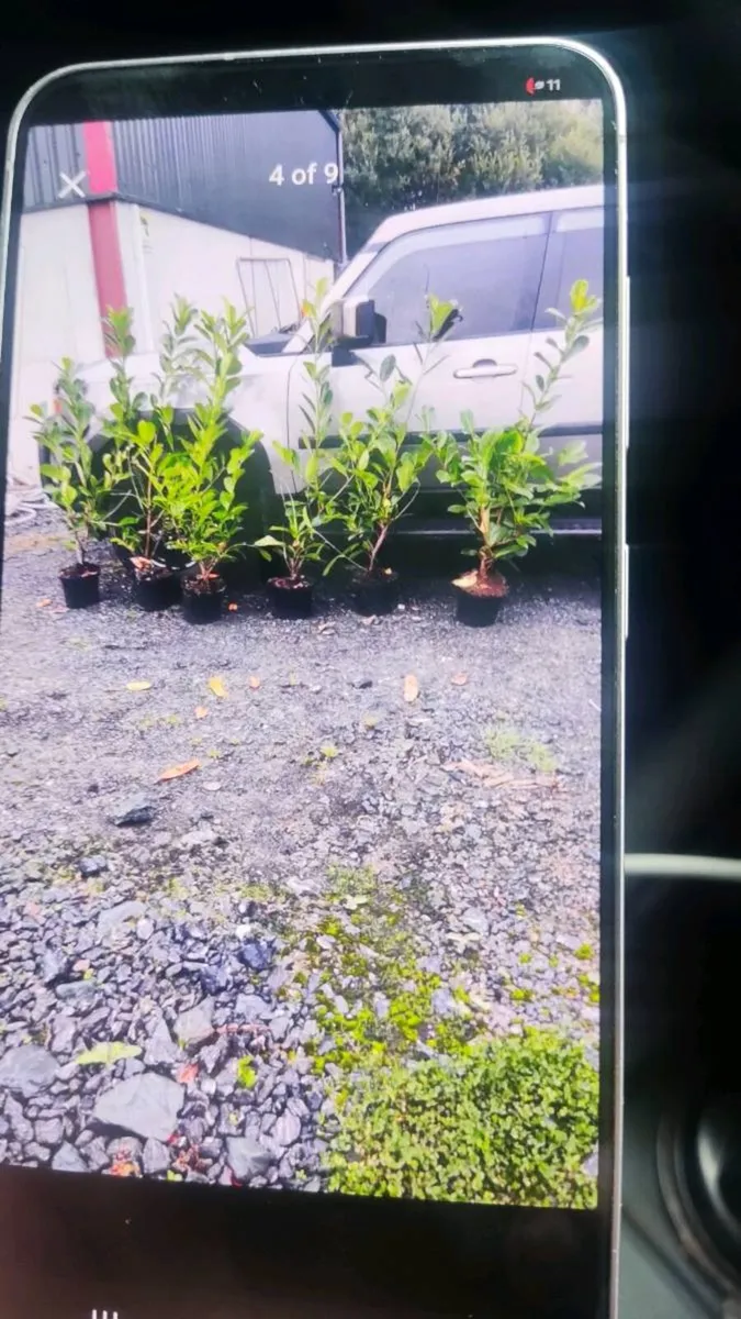 Laurel Hedging in 5 litre pots 4ft just 5 Euro - Image 2