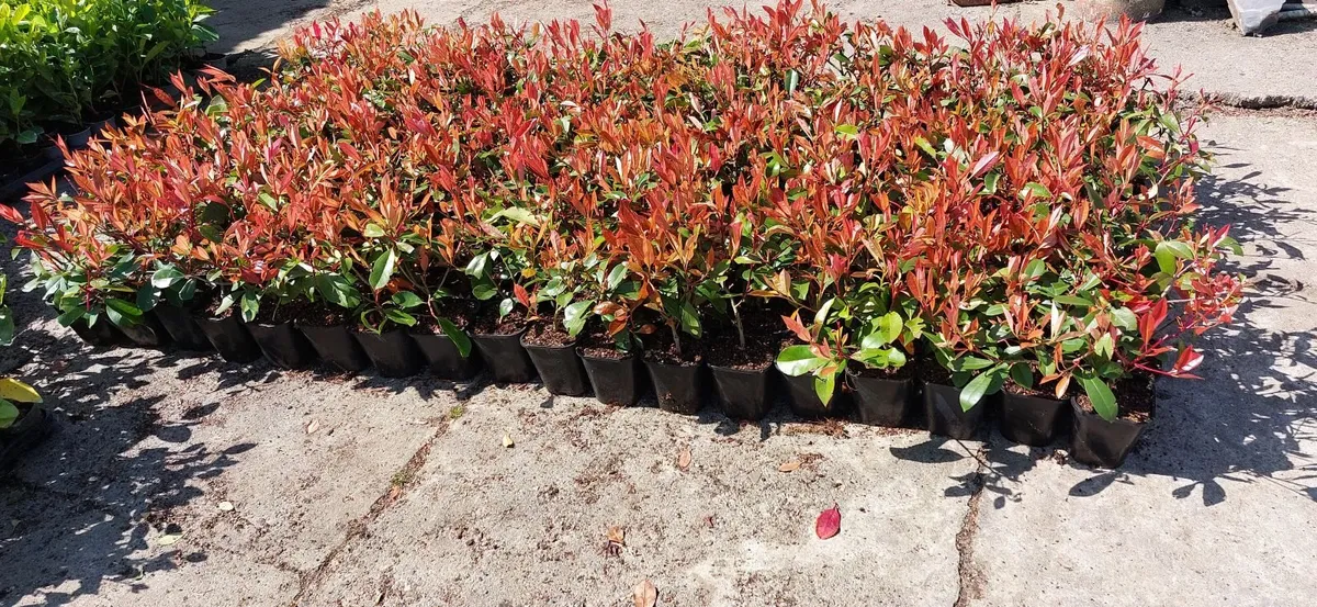 Red Robin Hedging - Image 1