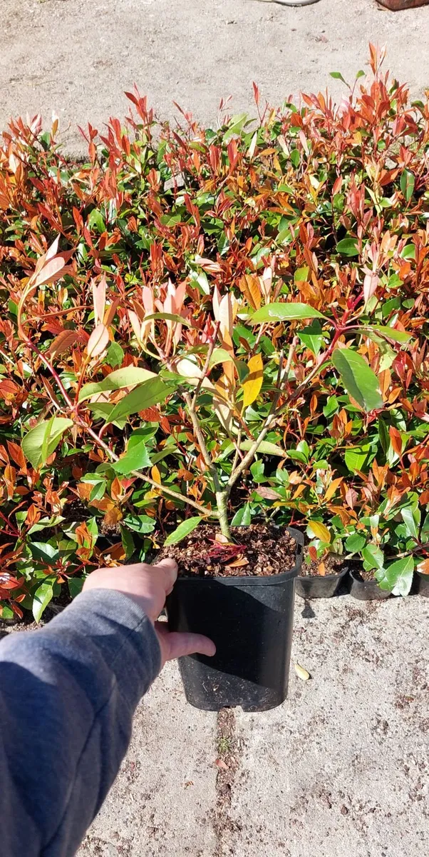 Red Robin Hedging - Image 2