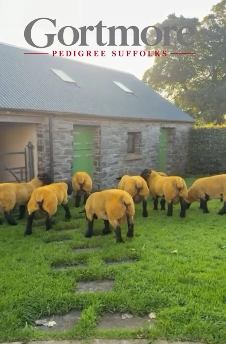 Pedigree Suffolk Ram Lambs & Shearlings - Image 1