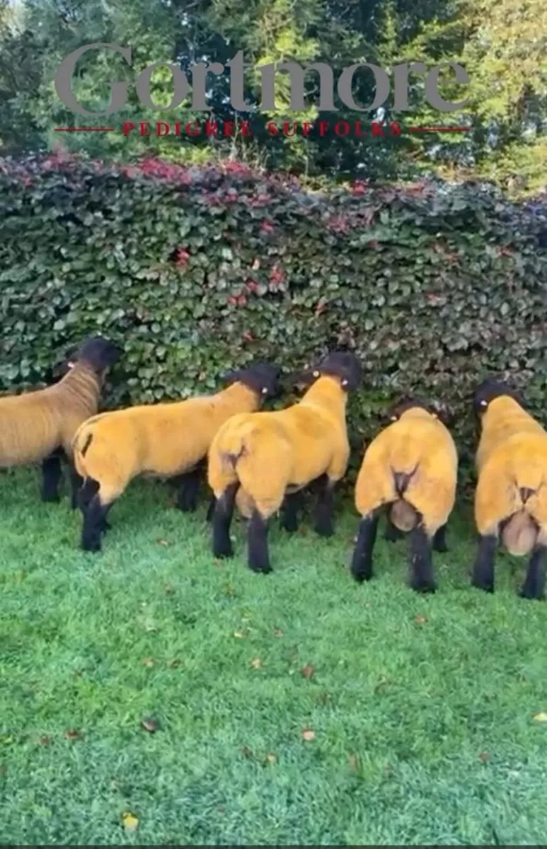 Pedigree Suffolk Ram Lambs & Shearlings - Image 3