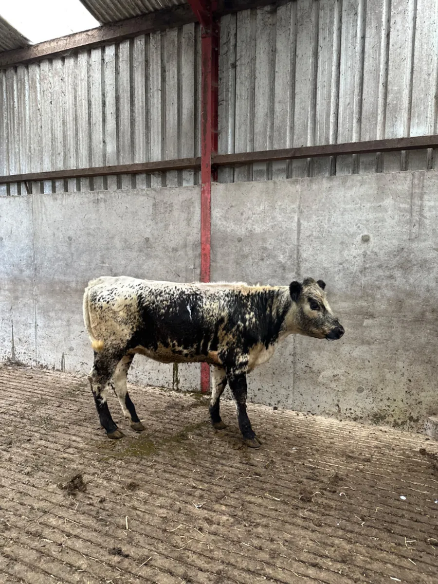 Speckle park heifer - Image 4