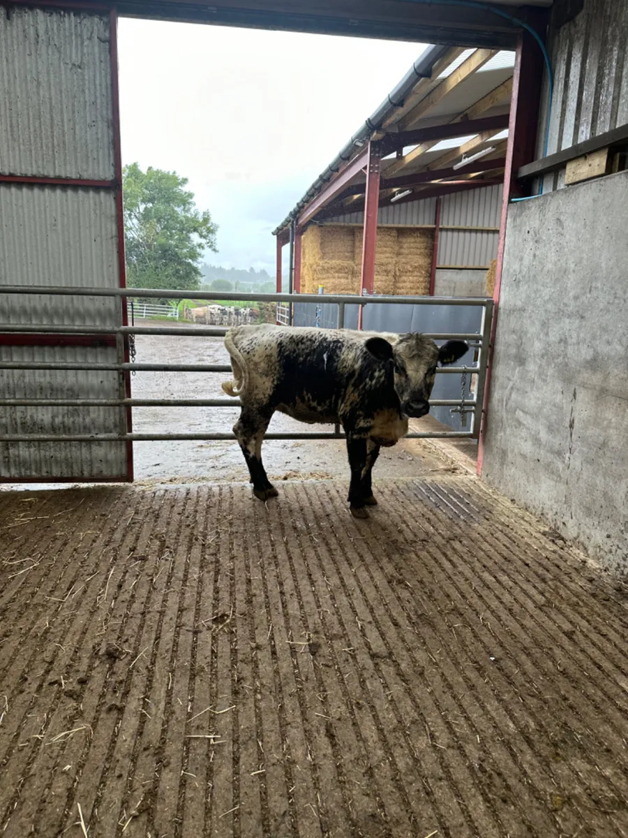 Speckle park heifer - Image 1