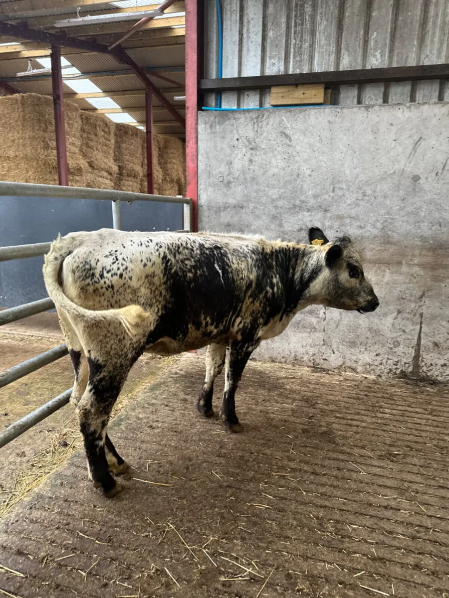 Speckle park heifer - Image 2