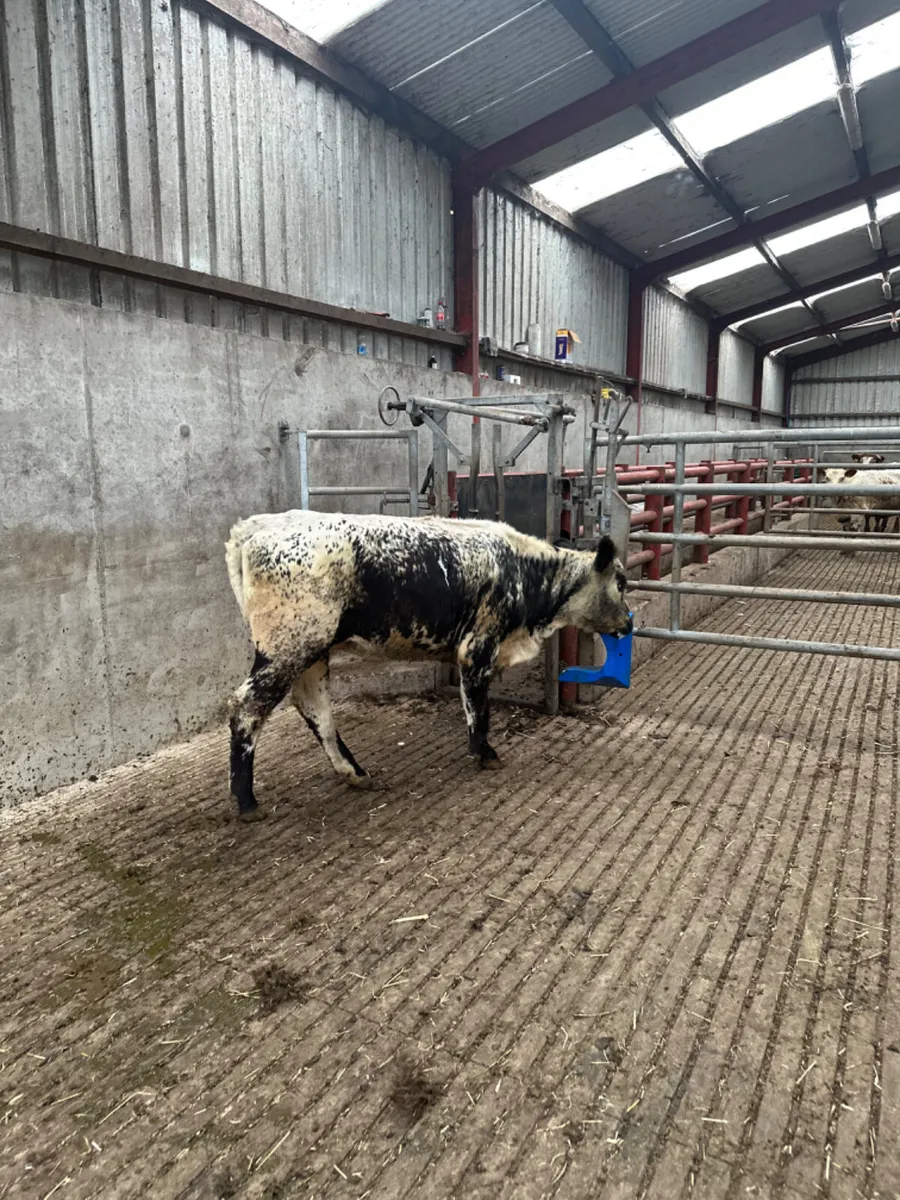 Speckle park heifer - Image 3