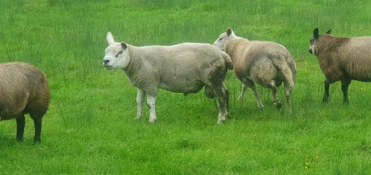 PBR Texel and blue texel Ram lambs - Image 2