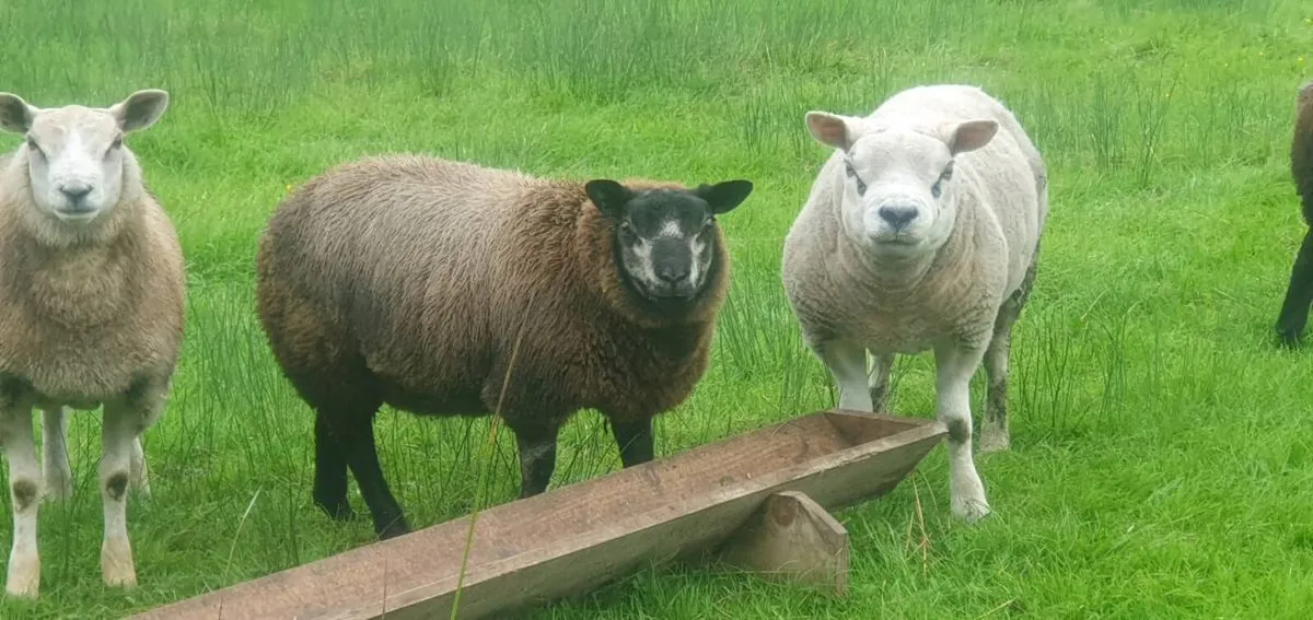 PBR Texel and blue texel Ram lambs - Image 3