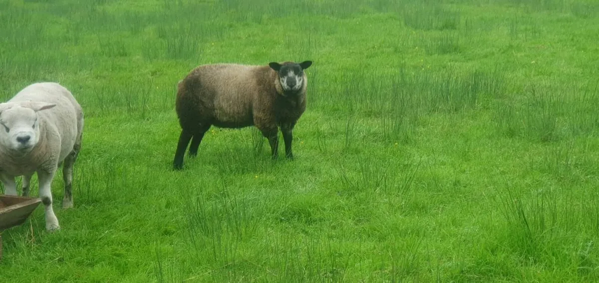 PBR Texel and blue texel Ram lambs - Image 4