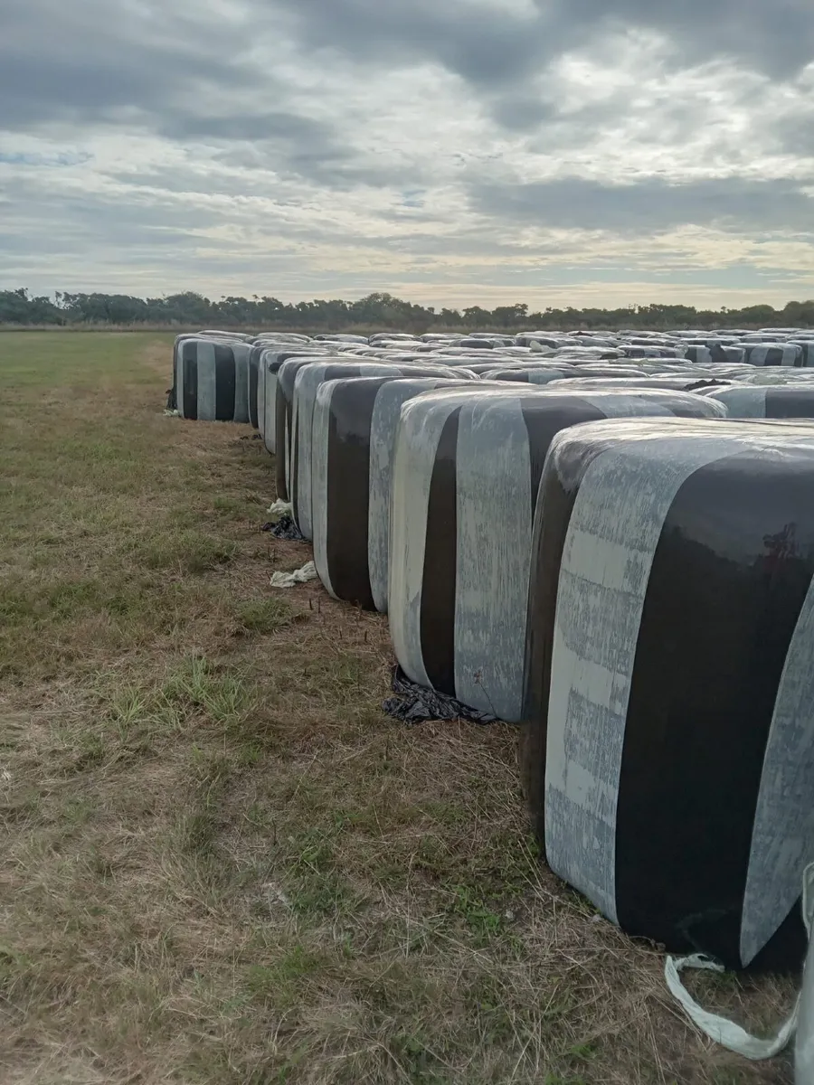 Silage for Sale