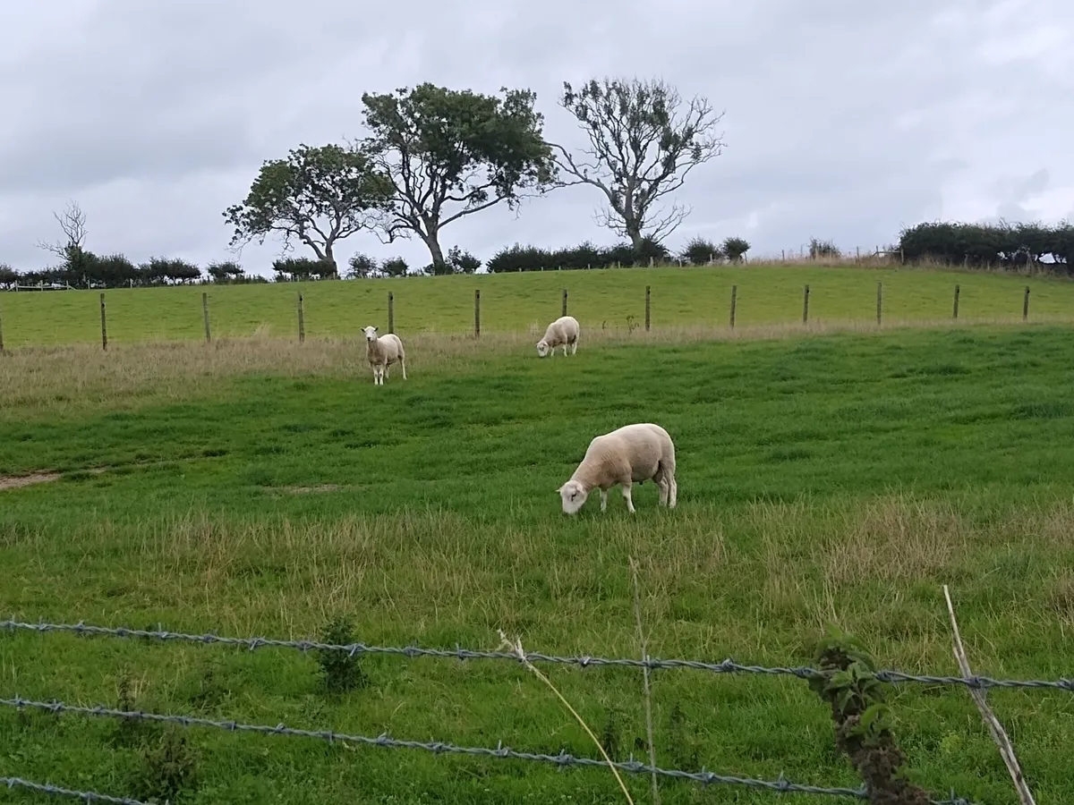 Lleyn Shearling Rams for Sale - Image 1