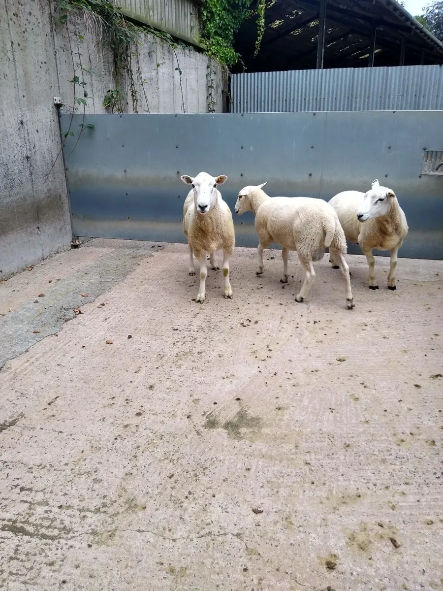 Lleyn Shearling Rams for Sale - Image 2