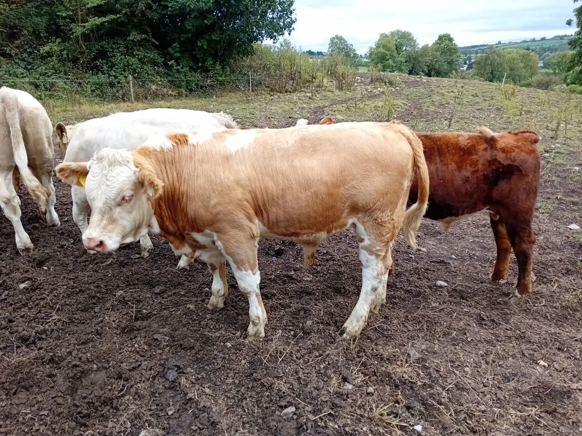 weanling CHX bulls - Image 2
