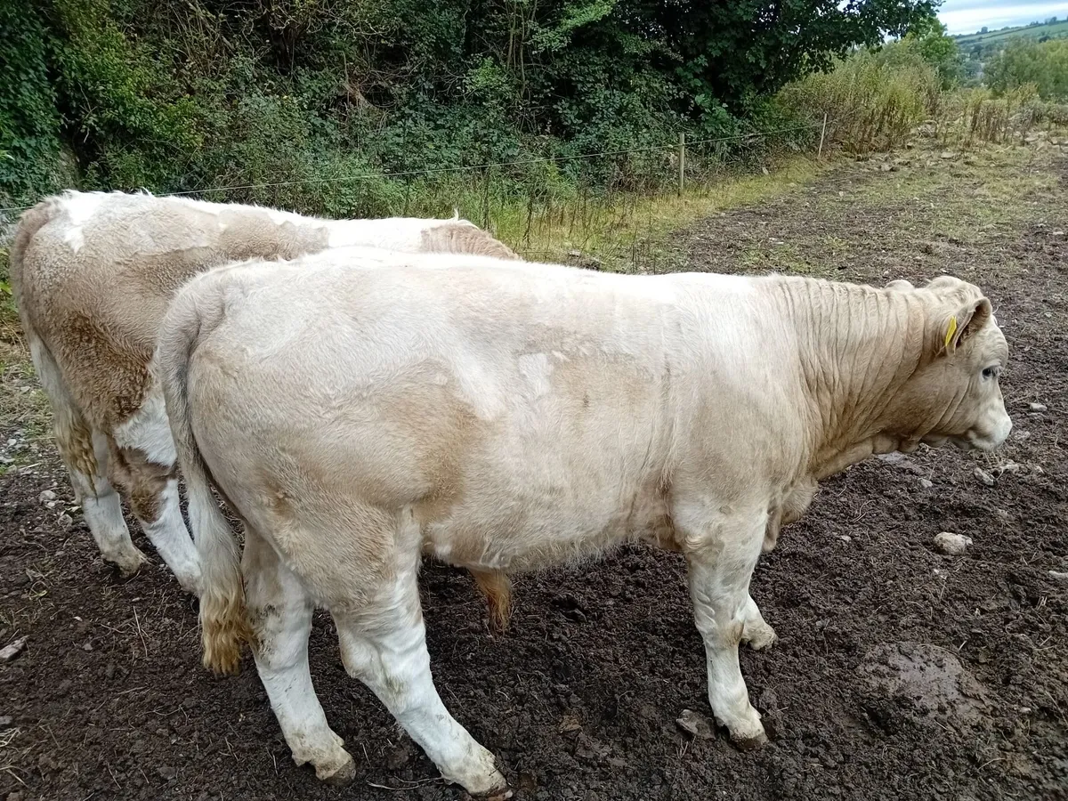 weanling CHX bulls - Image 4
