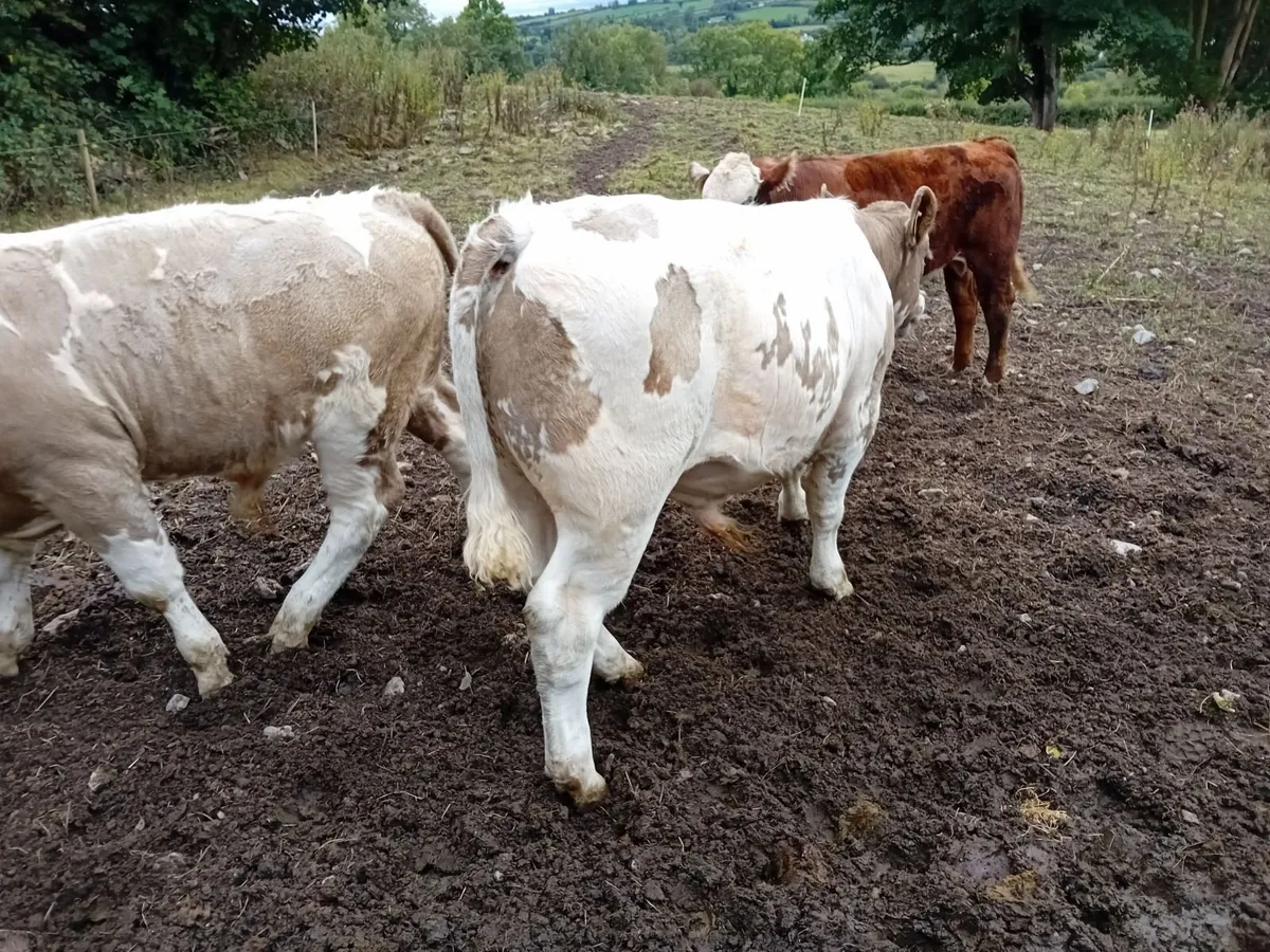 weanling CHX bulls - Image 3