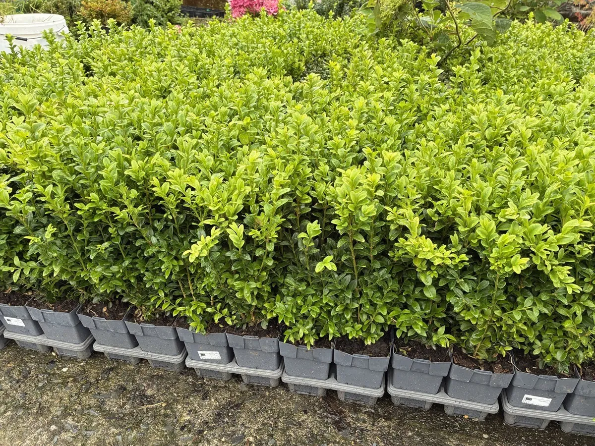 Box hedging plants – 1ft – €2.50 each - Image 1