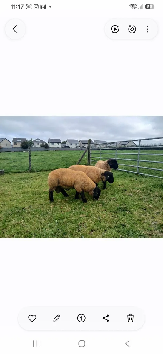 Suffolk lambs and hoggott rams - Image 1
