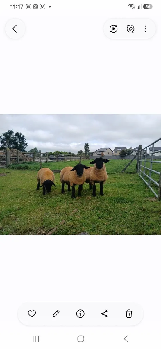 Suffolk lambs and hoggott rams - Image 2