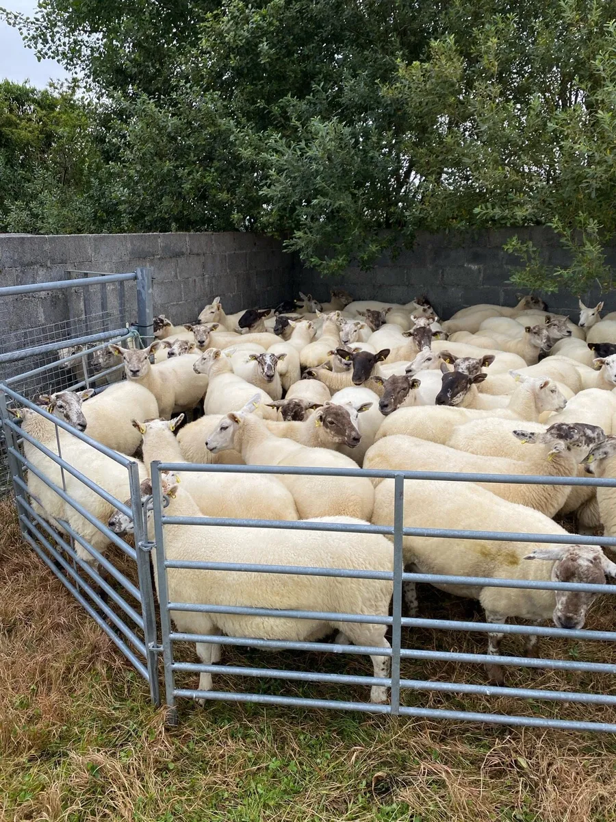 ⭐️Quality Hoggets⭐️ - Image 1