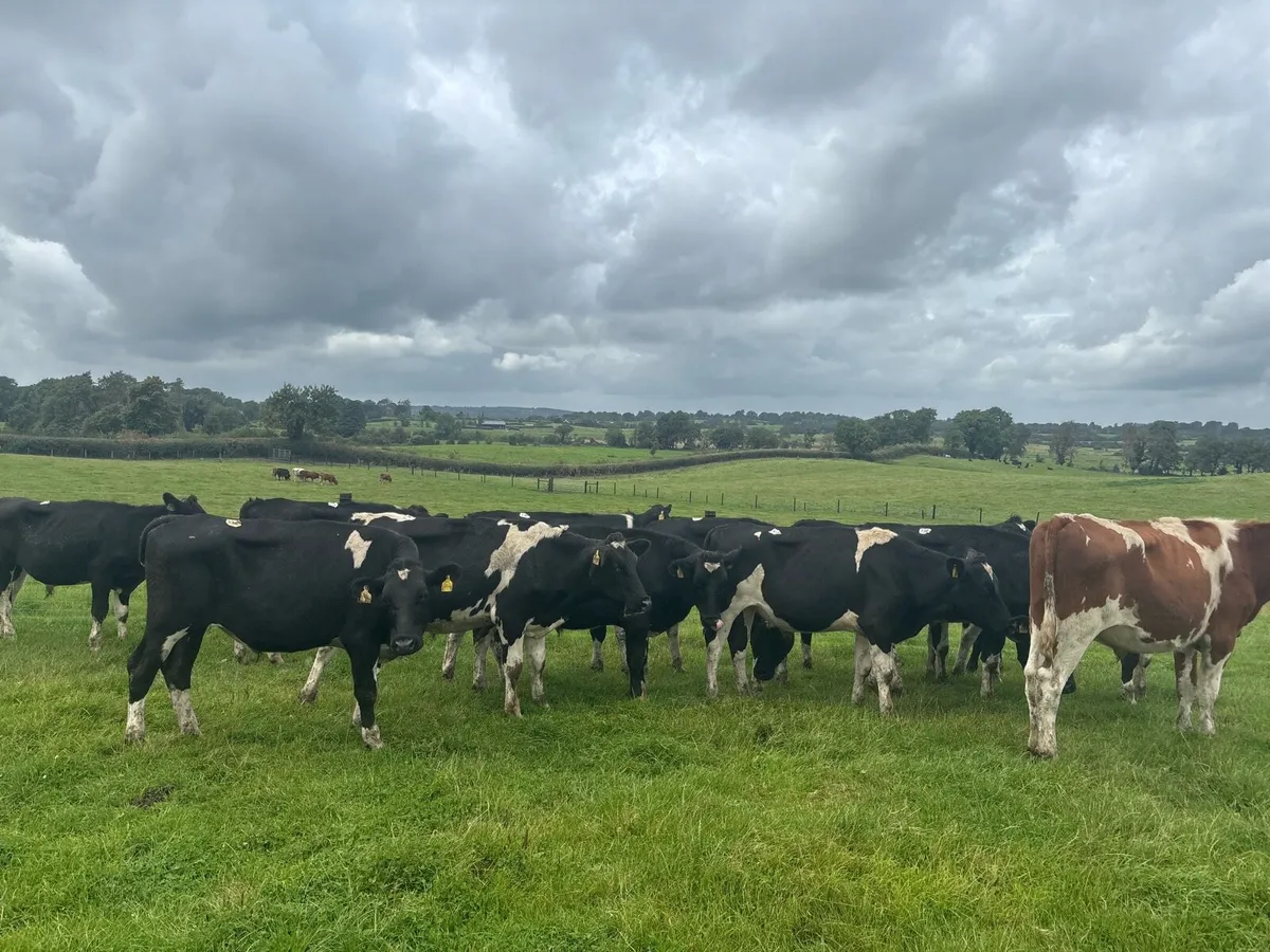14 super British Frisian bullocks - Image 2