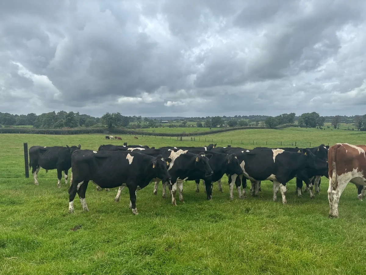 14 super British Frisian bullocks - Image 4
