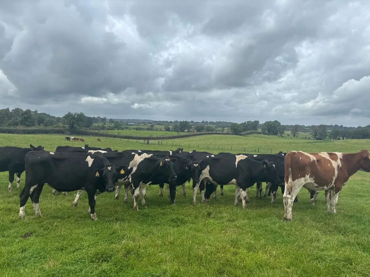 14 super British Frisian bullocks - Image 3