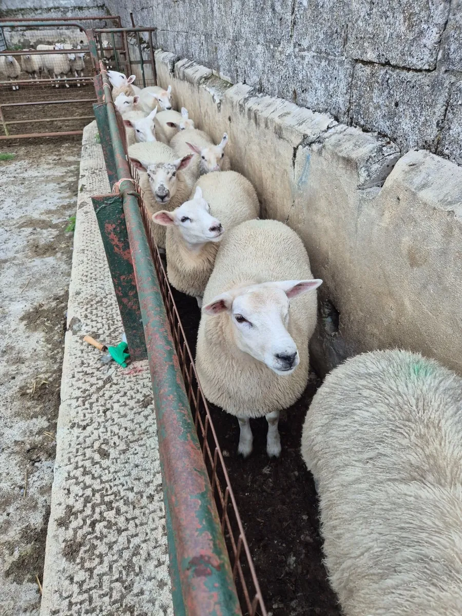 Texel Ewe lambs - Image 1
