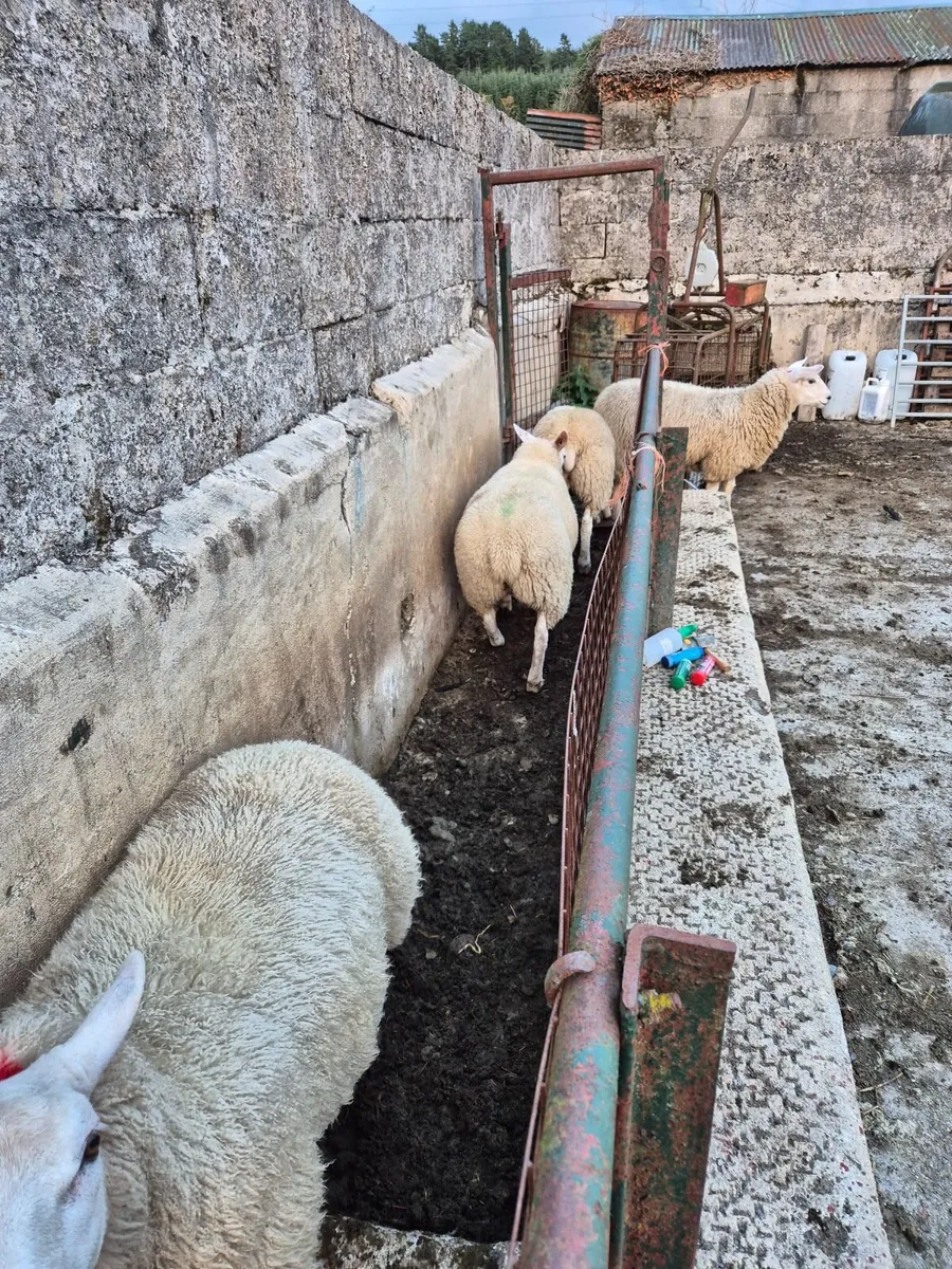 Texel Ewe lambs - Image 2