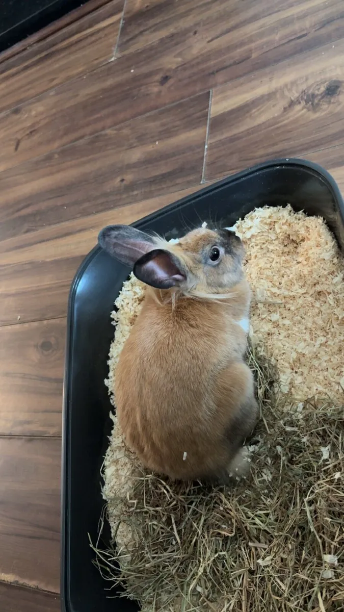Rabbit - Image 1