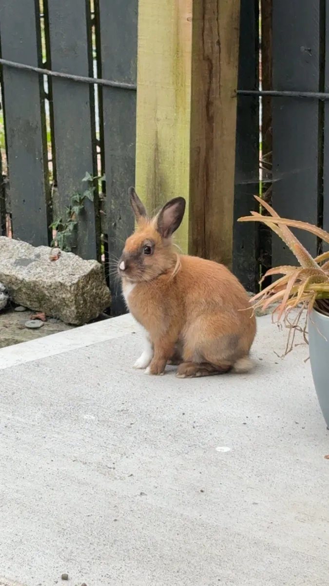 Rabbit - Image 2