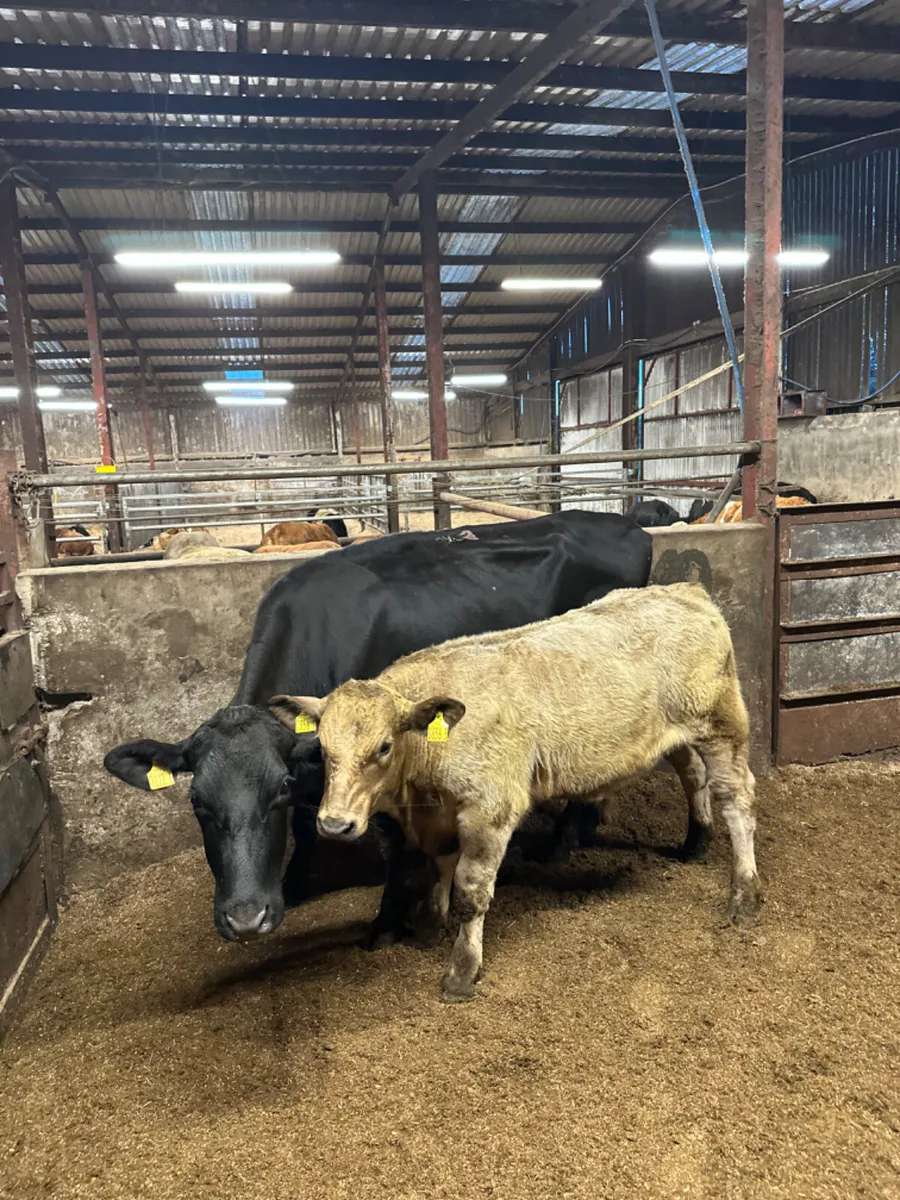 Angus heifer and Charolais bull - Image 2