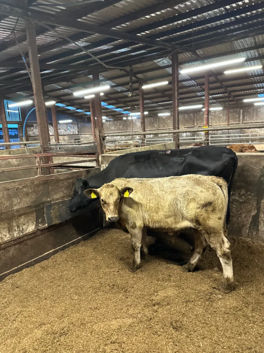 Angus heifer and Charolais bull - Image 3