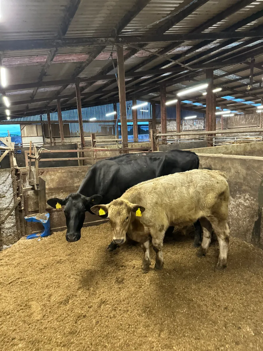 Angus heifer and Charolais bull - Image 1