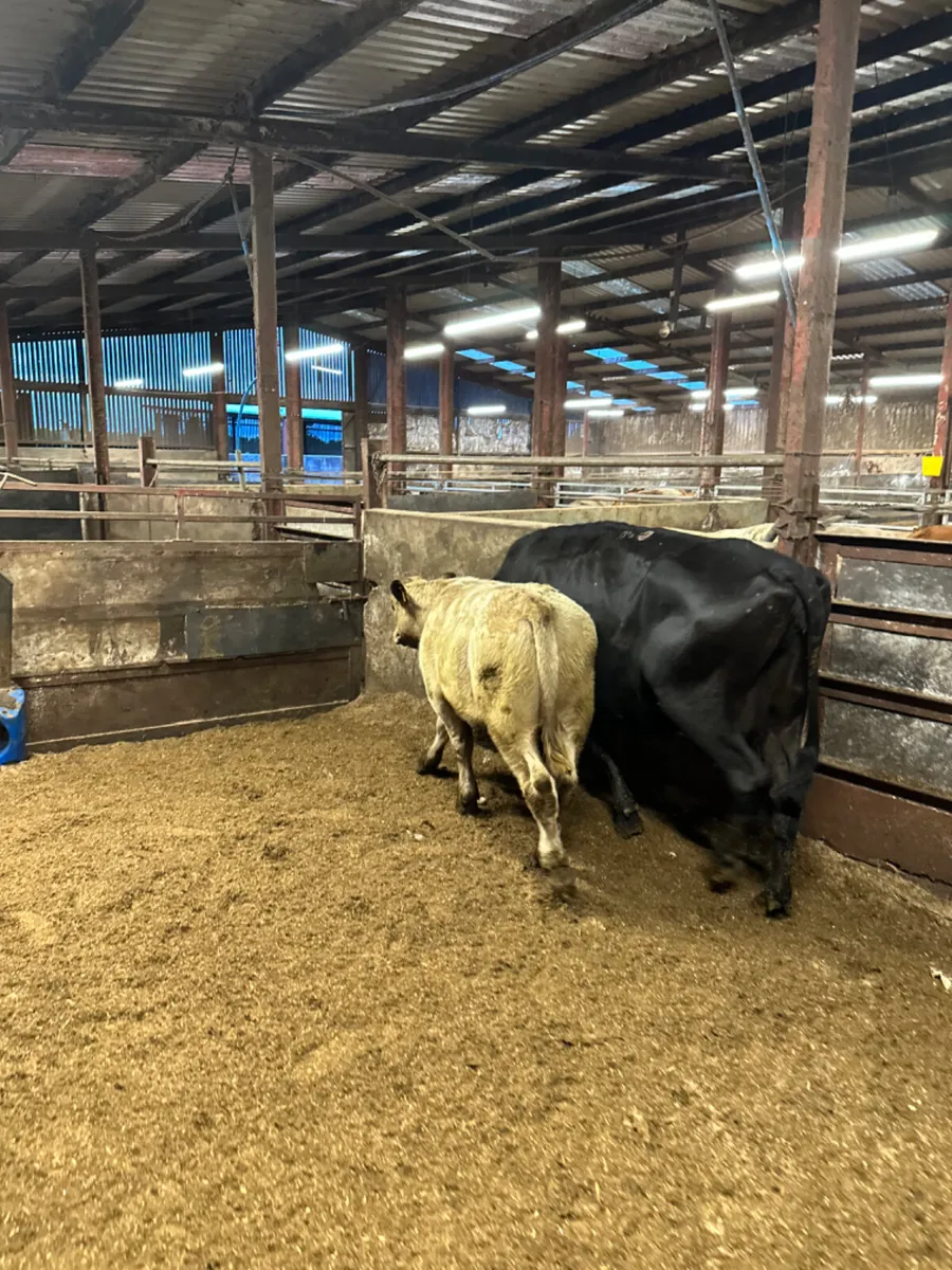 Angus heifer and Charolais bull - Image 4