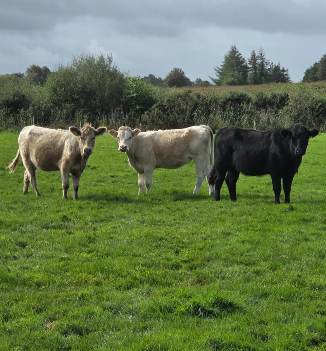Three suckler bred heifers - Image 2