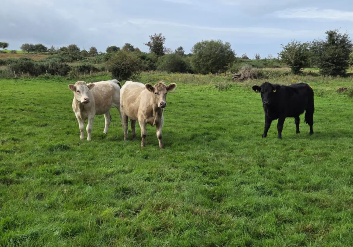 Three suckler bred heifers - Image 4