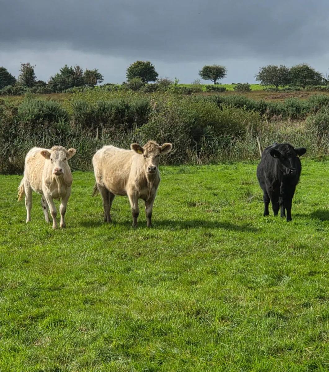 Three suckler bred heifers - Image 3