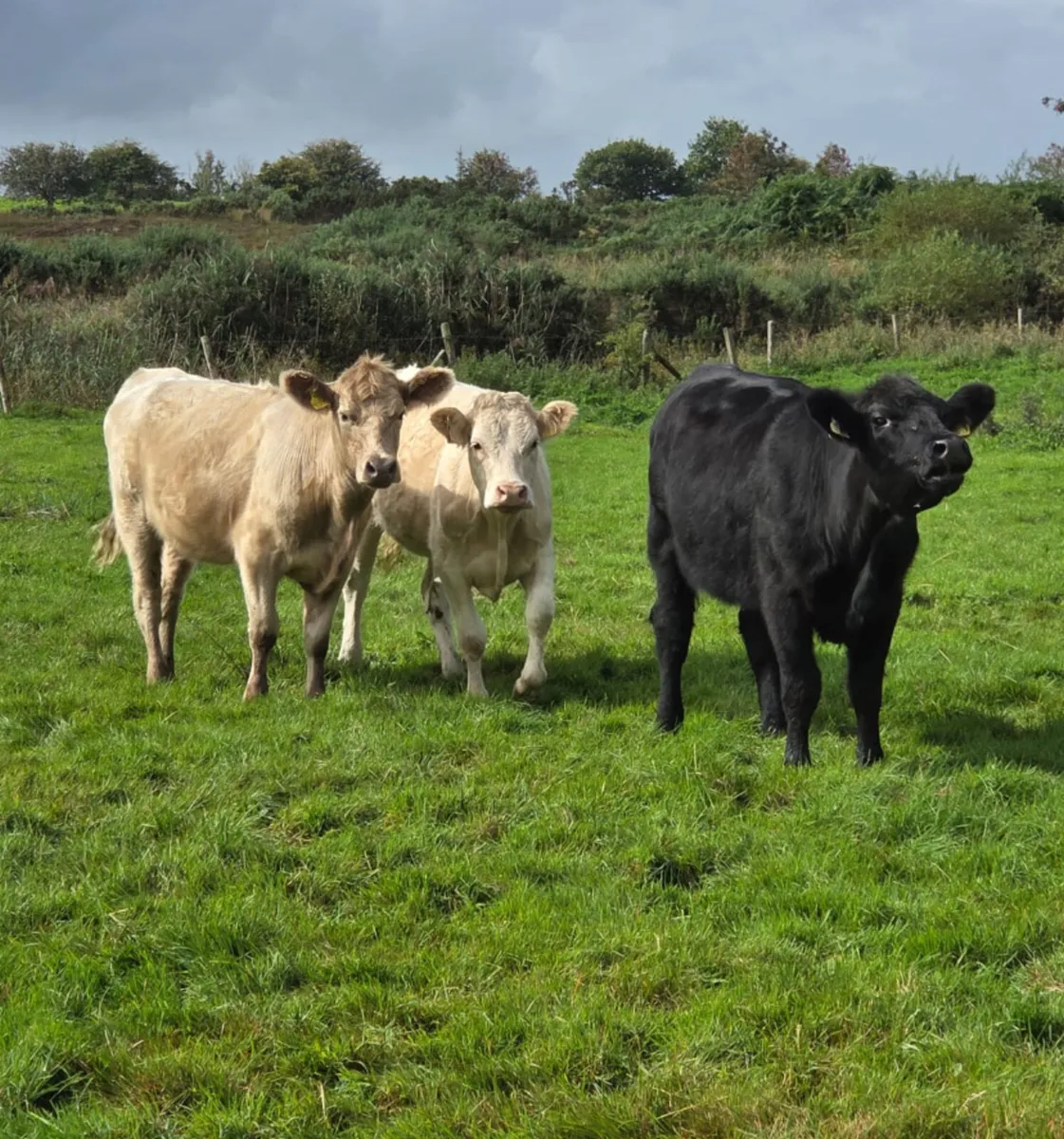 Three suckler bred heifers - Image 1