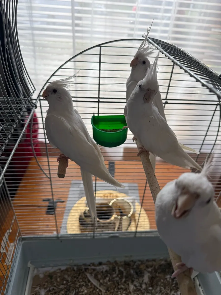 Albino Cockatiel - Image 3