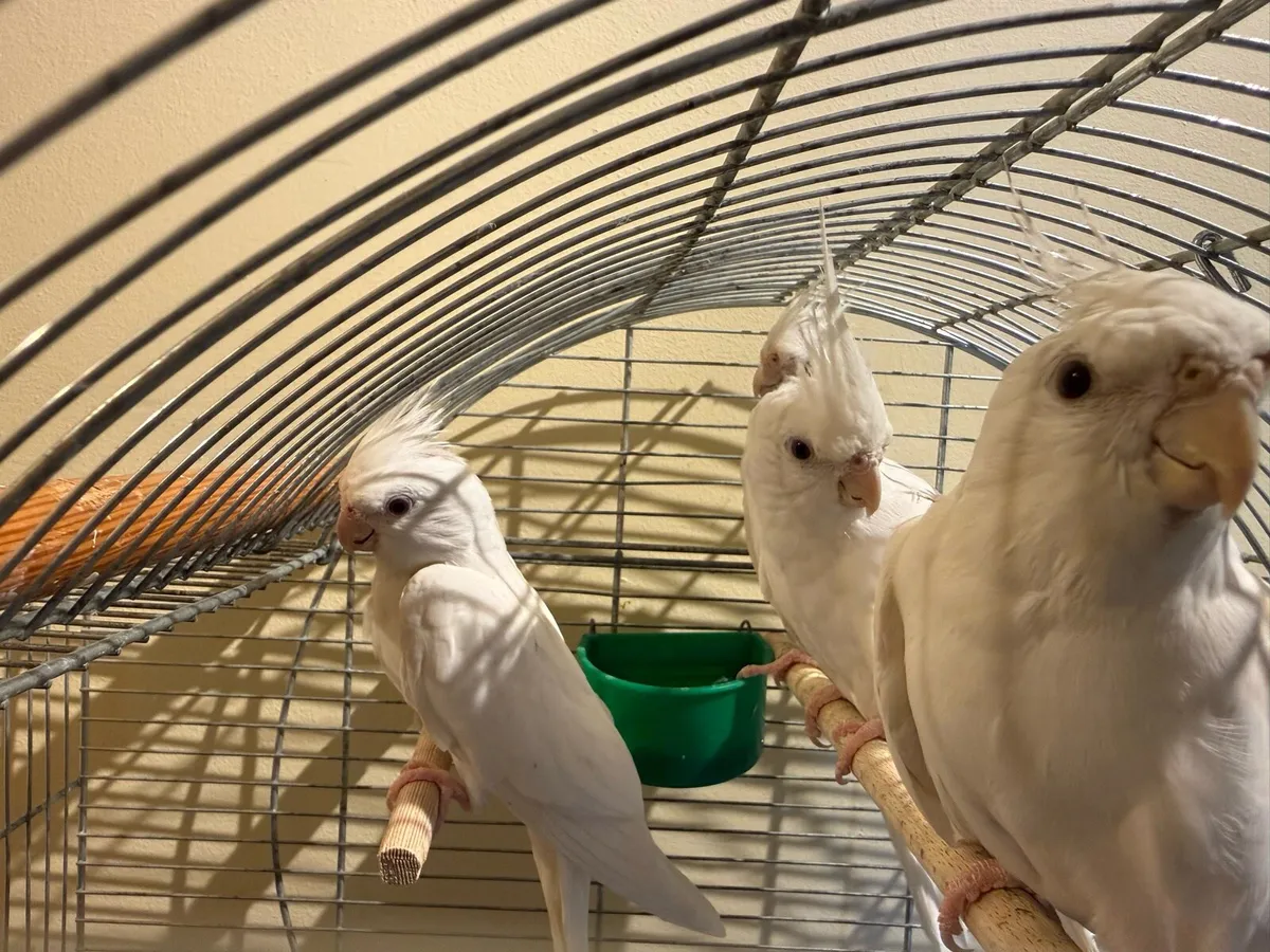 Albino Cockatiel - Image 4