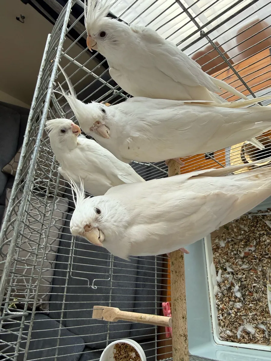 Albino Cockatiel - Image 1