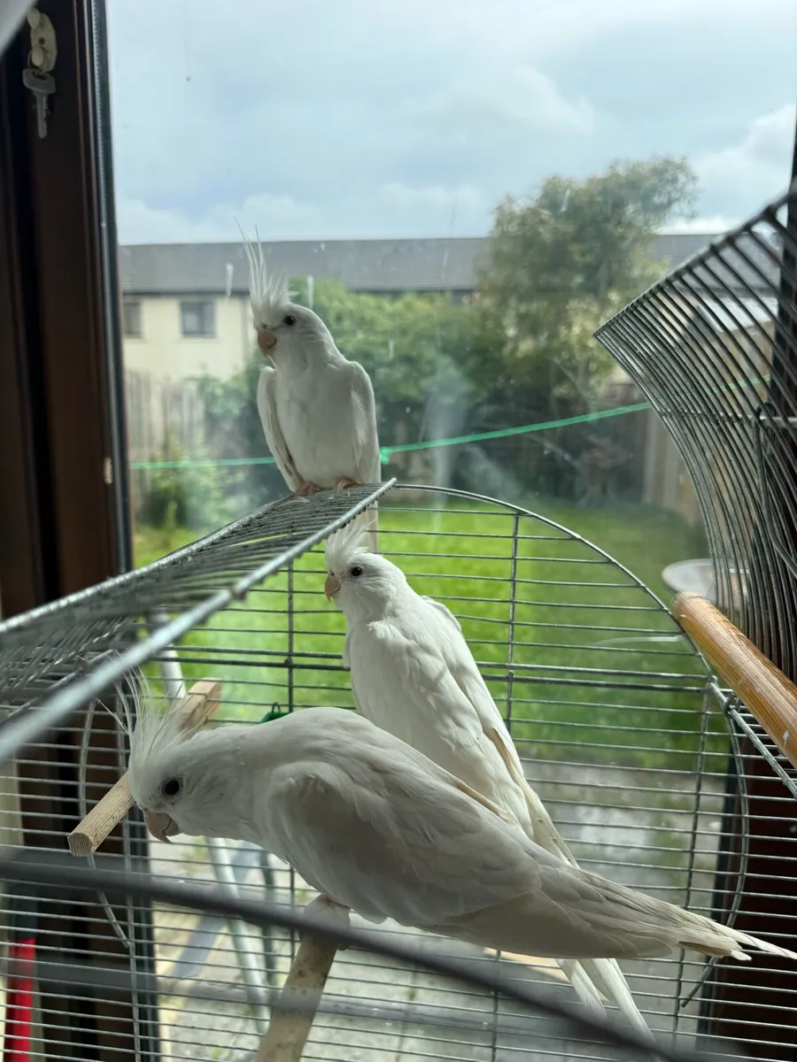Albino Cockatiel - Image 1