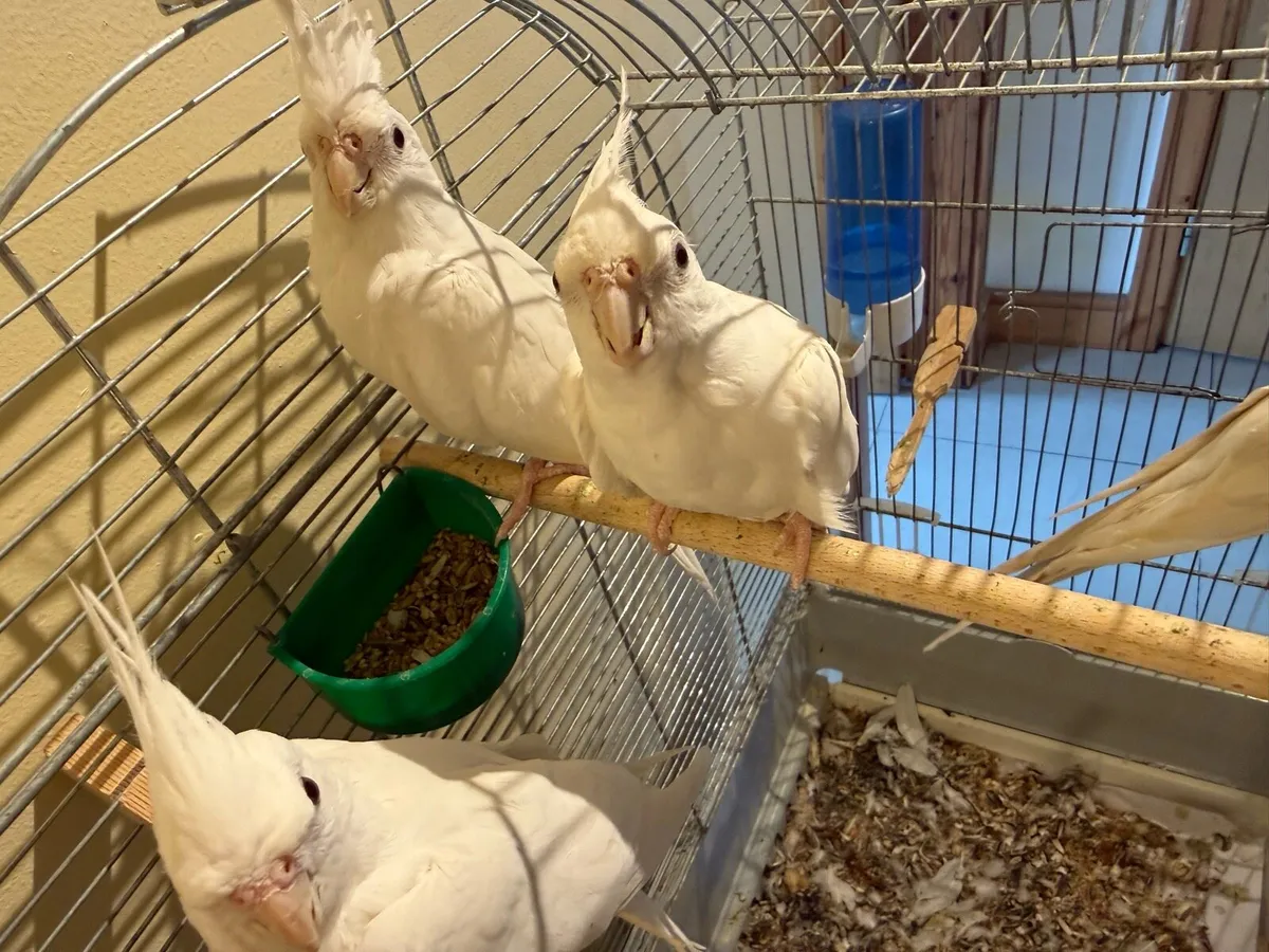 Albino Cockatiel - Image 2